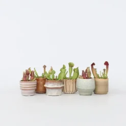 Kamerplanten-Plant in a Box Trompetbekerplant - Set van 6 - Sarracenia purpurea - Hoogte 15-20cm - ⌀5,5cm
