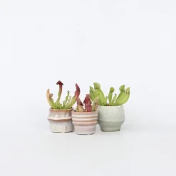 Kamerplanten-Plant in a Box Trompetbekerplant - Set van 6 - Sarracenia purpurea - Hoogte 15-20cm - ⌀5,5cm