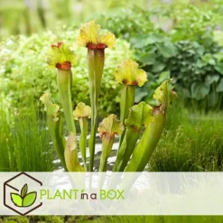 Kamerplanten-Plant in a Box Trompetbekerplant - Set van 6 - Sarracenia purpurea - Hoogte 15-20cm - ⌀5,5cm
