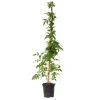 Plant in a Box Trompetbloem - Campis radicans 'Flava' - Hoogte 110-120cm - ⌀17cm