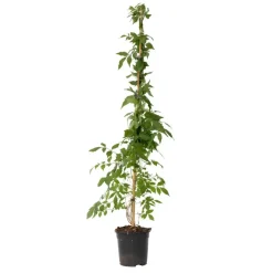Plant in a Box Trompetbloem - Campis radicans 'Flava' - Hoogte 110-120cm - ⌀17cm
