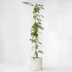 Plant in a Box Trompetbloem - Campis radicans 'Flava' - Hoogte 110-120cm - ⌀17cm
