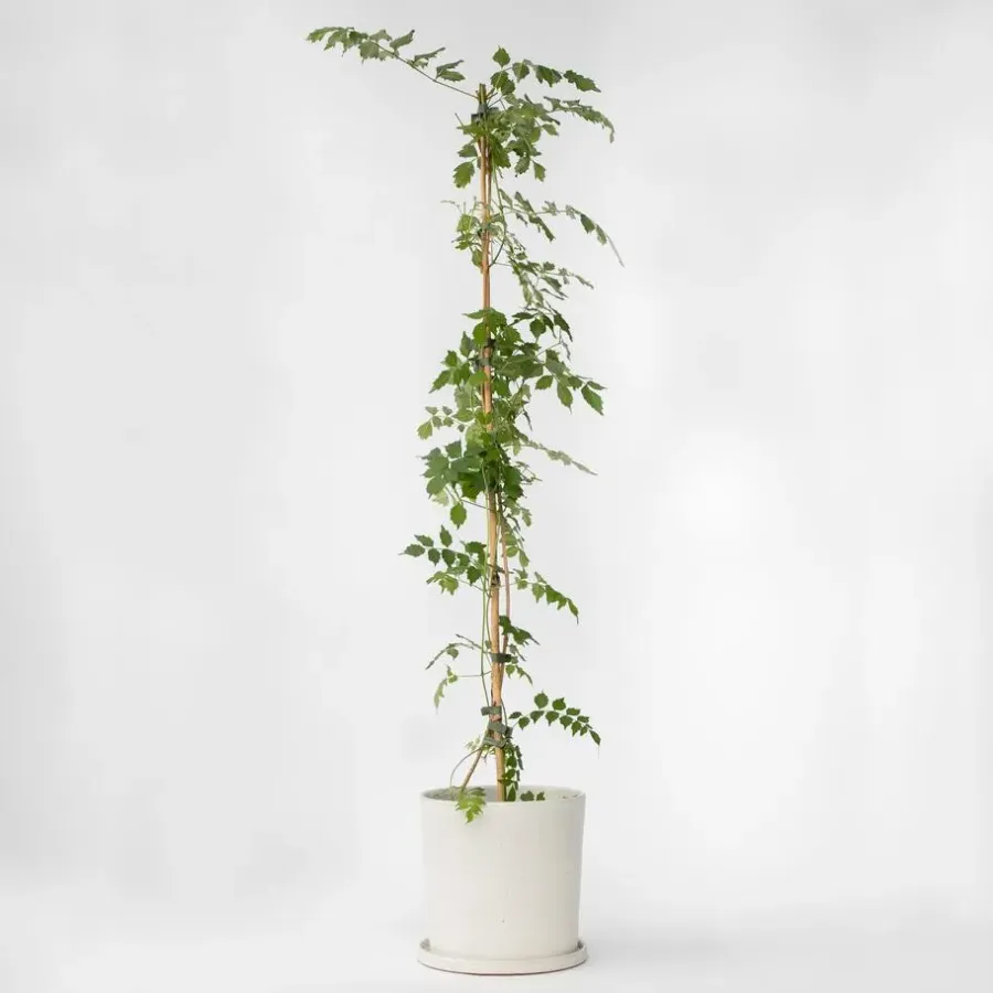 Plant in a Box Trompetbloem - Campis radicans 'Flava' - Hoogte 110-120cm - ⌀17cm