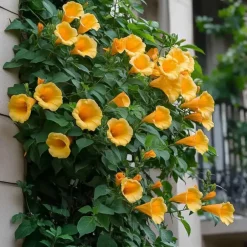 Plant in a Box Trompetbloem - Campis radicans 'Flava' - Hoogte 110-120cm - ⌀17cm
