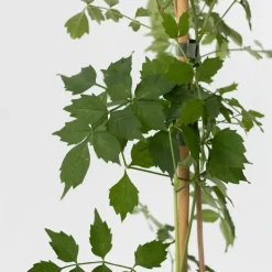Plant in a Box Trompetbloem - Campis radicans 'Flava' - Hoogte 110-120cm - ⌀17cm