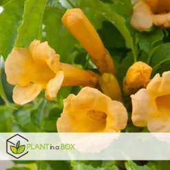Plant in a Box Trompetbloem - Campis radicans 'Flava' - Hoogte 110-120cm - ⌀17cm