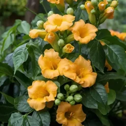 Plant in a Box Trompetbloem - Campis radicans 'Flava' - Hoogte 110-120cm - ⌀17cm
