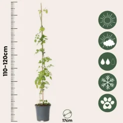 Plant in a Box Trompetbloem - Campsis radicans - Hoogte 110-120cm - ⌀17cm