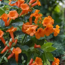 Plant in a Box Trompetbloem - Campsis radicans - Hoogte 110-120cm - ⌀17cm