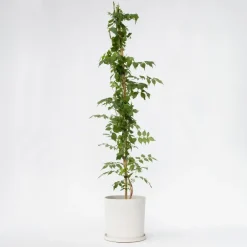 Tuinplanten-Plant in a Box Trompetbloem - Campsis taglibuana 'Mme Galen' - Hoogte 110-120cm - ⌀17cm