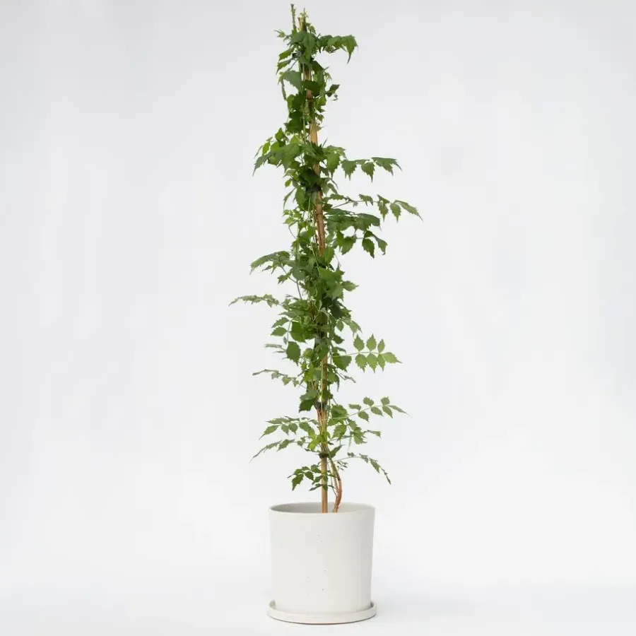 Tuinplanten-Plant in a Box Trompetbloem - Campsis taglibuana 'Mme Galen' - Hoogte 110-120cm - ⌀17cm