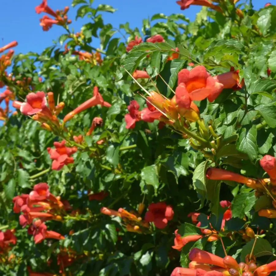 Tuinplanten-Plant in a Box Trompetbloem - Campsis taglibuana 'Mme Galen' - Hoogte 110-120cm - ⌀17cm