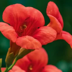 Tuinplanten-Plant in a Box Trompetbloem - Campsis taglibuana 'Mme Galen' - Hoogte 110-120cm - ⌀17cm