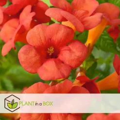 Tuinplanten-Plant in a Box Trompetbloem - Campsis taglibuana 'Mme Galen' - Hoogte 110-120cm - ⌀17cm