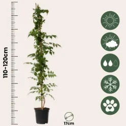 Tuinplanten|Planten-Plant in a Box Trompetbloem - Set van 2 - Campsis 'Mme Galen' - Hoogte 110-120cm - ⌀17cm