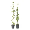 Tuinplanten-Plant in a Box Trompetbloem - Set van 2 - Campsis radicans - Hoogte 110-120cm - ⌀17cm