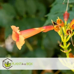 Tuinplanten-Plant in a Box Trompetbloem - Set van 2 - Campsis radicans - Hoogte 110-120cm - ⌀17cm