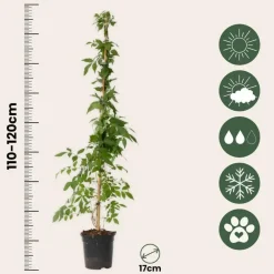 Tuinplanten-Plant in a Box Trompetbloem - Set van 2 - Campis radicans 'Flava' - Hoogte 110-120cm - ⌀17cm