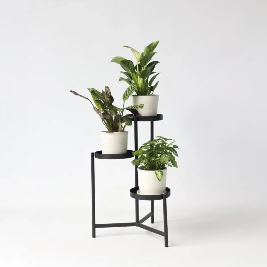 Plant in a Box Tropische kamerplanten - Set van 3 - Hoogte 25-40cm - ⌀12cm