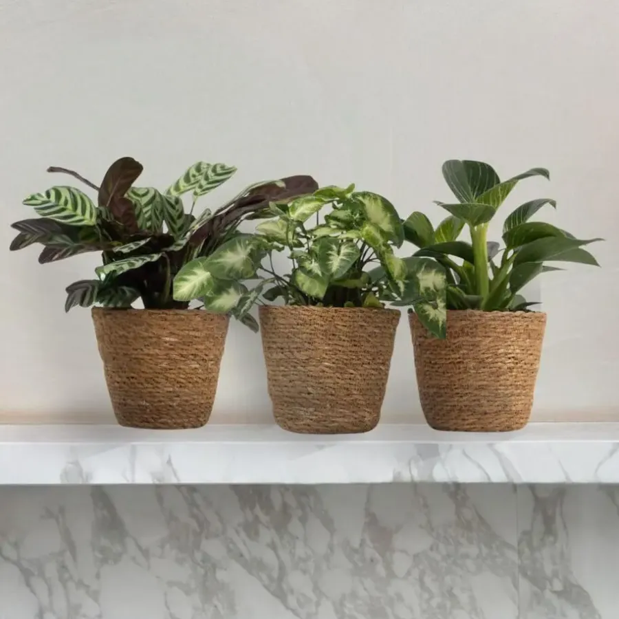 Plant in a Box Tropische kamerplanten - Set van 3 - Hoogte 25-40cm - ⌀12cm