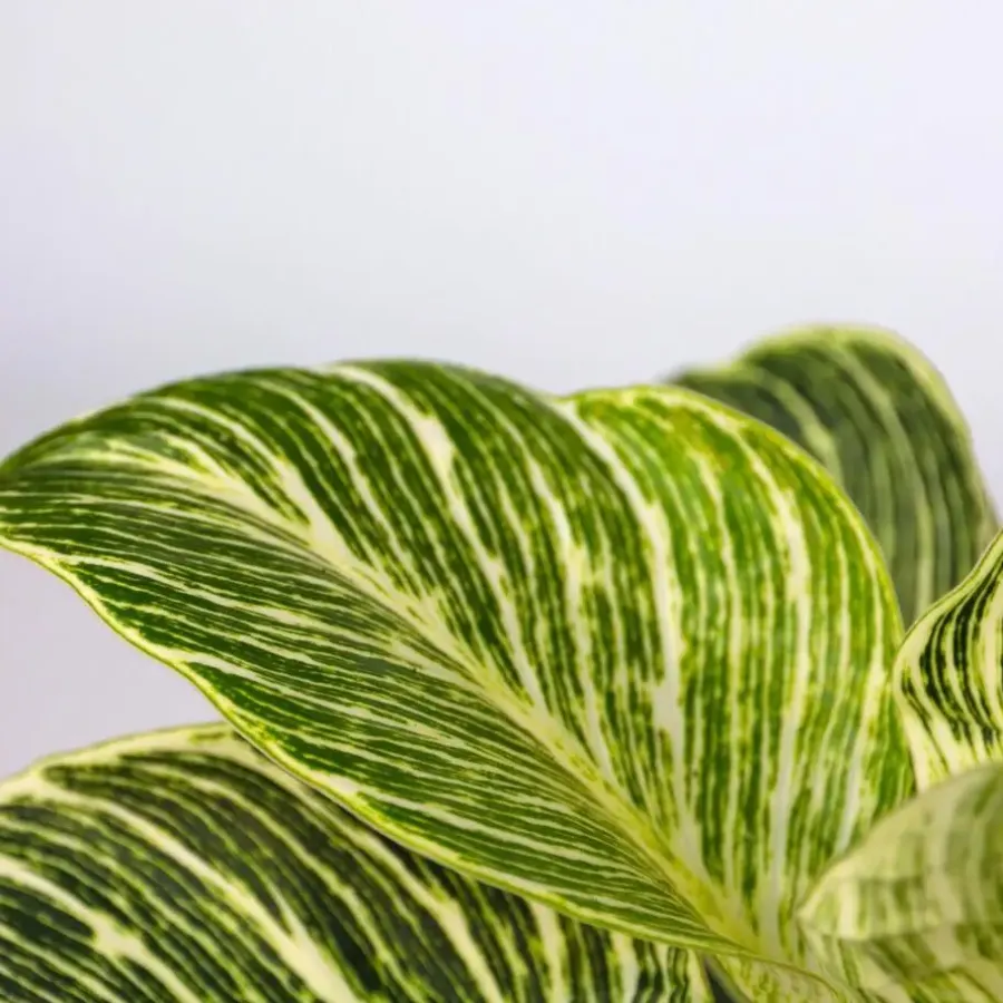 Plant in a Box Tropische kamerplanten - Set van 3 - Hoogte 25-40cm - ⌀12cm