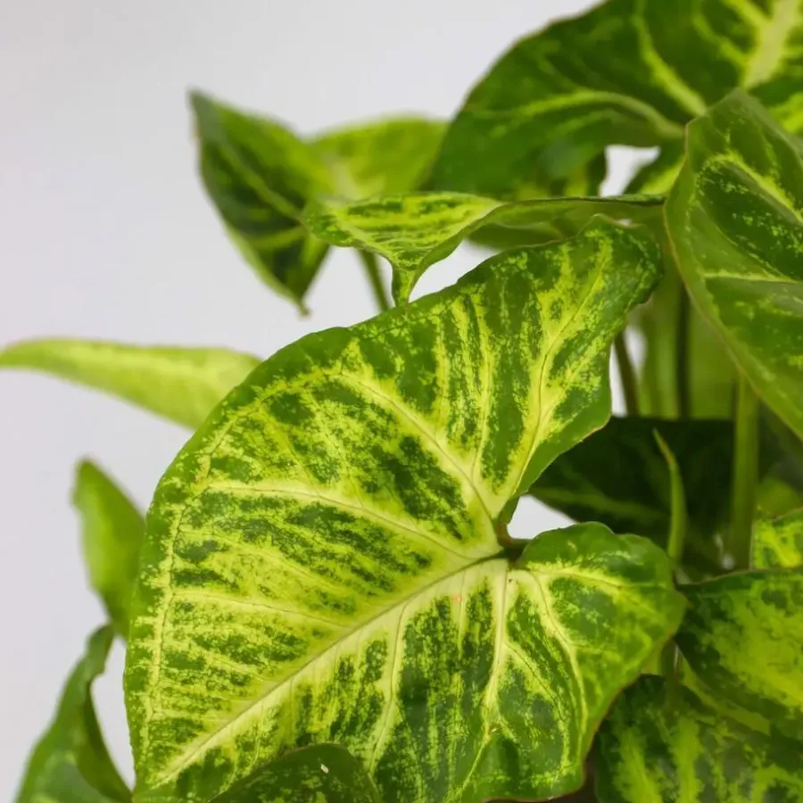 Plant in a Box Tropische kamerplanten - Set van 3 - Hoogte 25-40cm - ⌀12cm