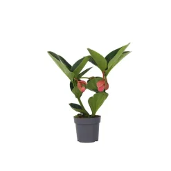 Plant in a Box Trosbloem - Medinilla magnifica - Hoogte 40-50cm - ⌀14cm
