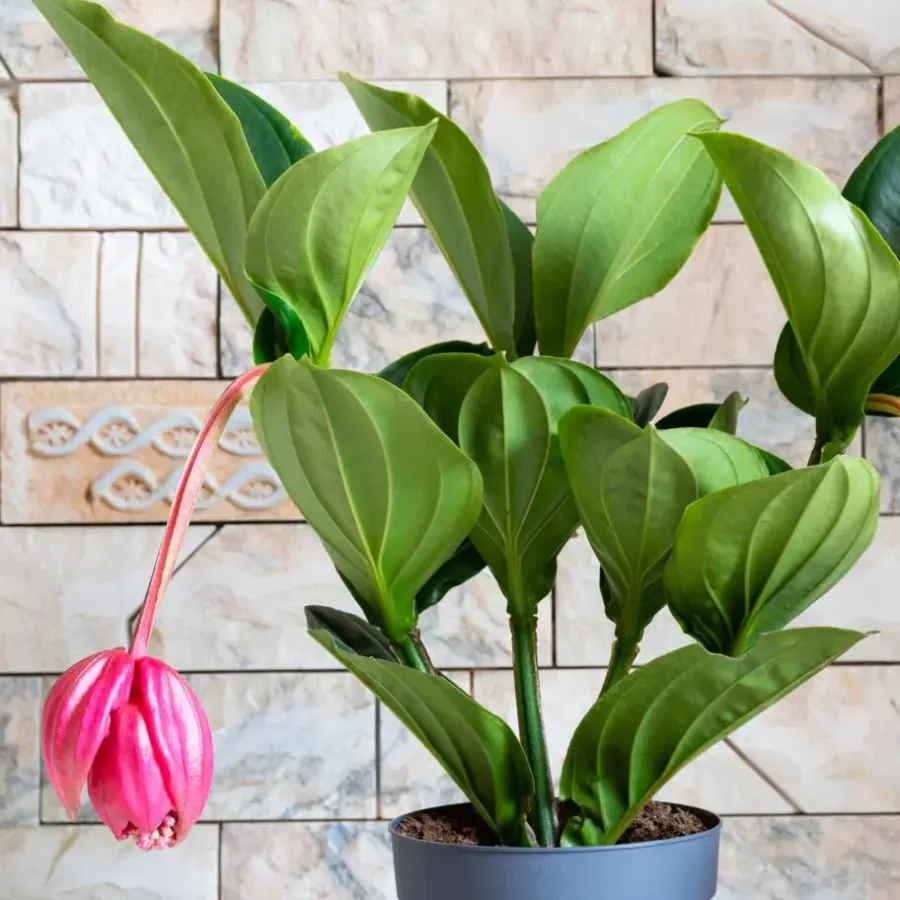 Plant in a Box Trosbloem - Medinilla magnifica - Hoogte 40-50cm - ⌀14cm