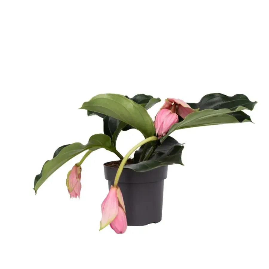 Kamerplanten-Plant in a Box Trosbloem - Medinilla magnifica - Hoogte 40-50cm - ⌀17cm