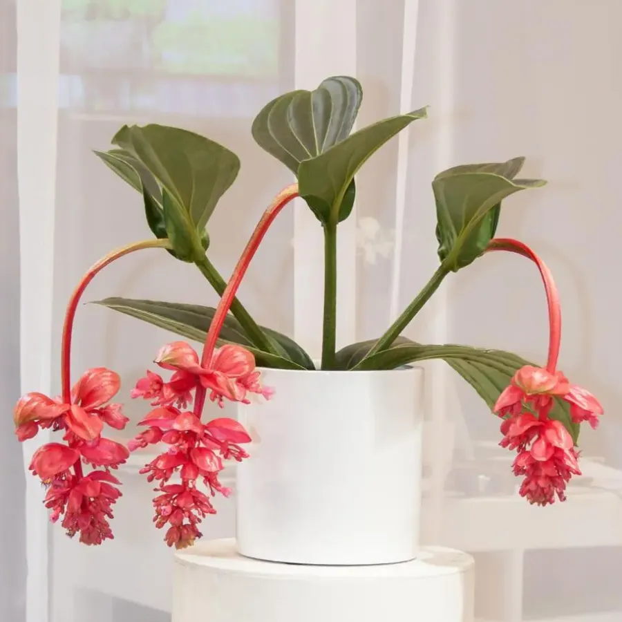 Kamerplanten-Plant in a Box Trosbloem - Medinilla magnifica - Hoogte 40-50cm - ⌀17cm