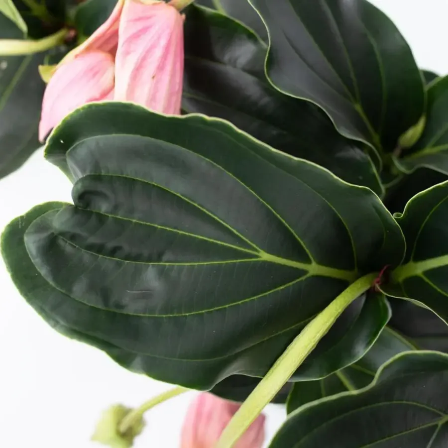 Kamerplanten-Plant in a Box Trosbloem - Medinilla magnifica - Hoogte 40-50cm - ⌀17cm