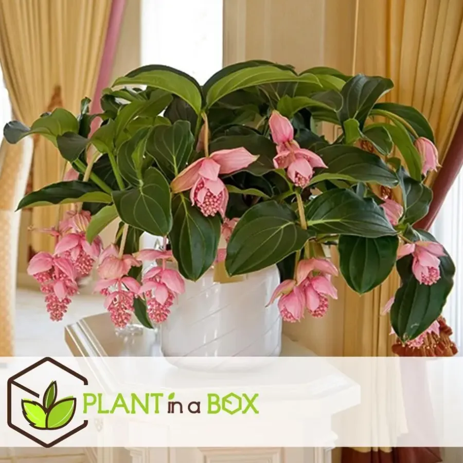 Kamerplanten-Plant in a Box Trosbloem - Medinilla magnifica - Hoogte 40-50cm - ⌀17cm