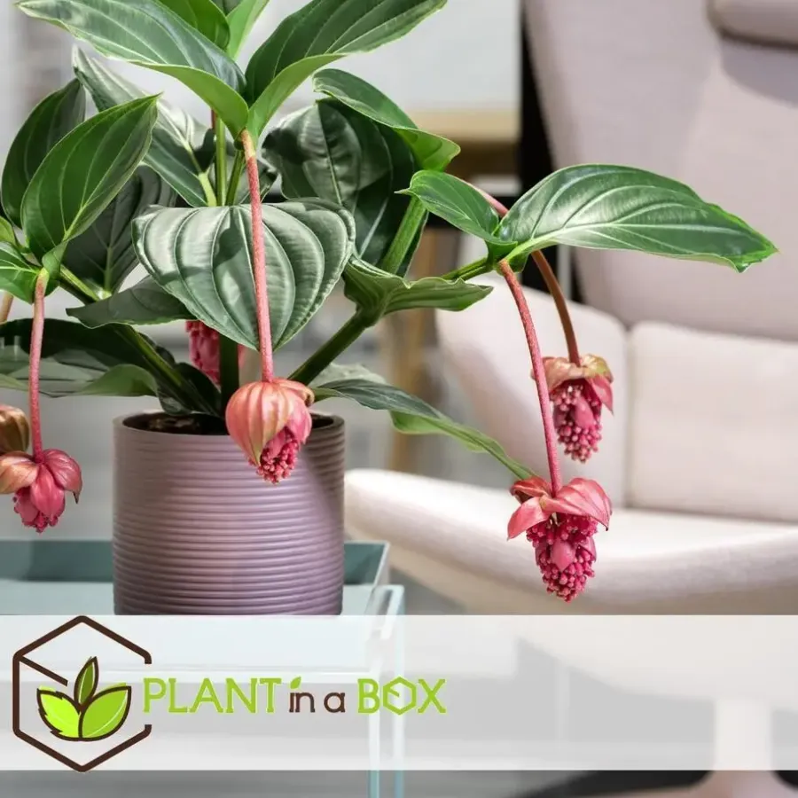 Kamerplanten-Plant in a Box Trosbloem - Medinilla magnifica - Hoogte 40-50cm - ⌀17cm