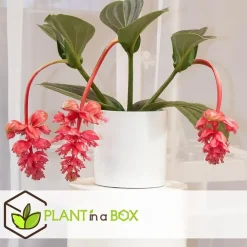Kamerplanten-Plant in a Box Trosbloem - Medinilla magnifica - Hoogte 40-50cm - ⌀17cm