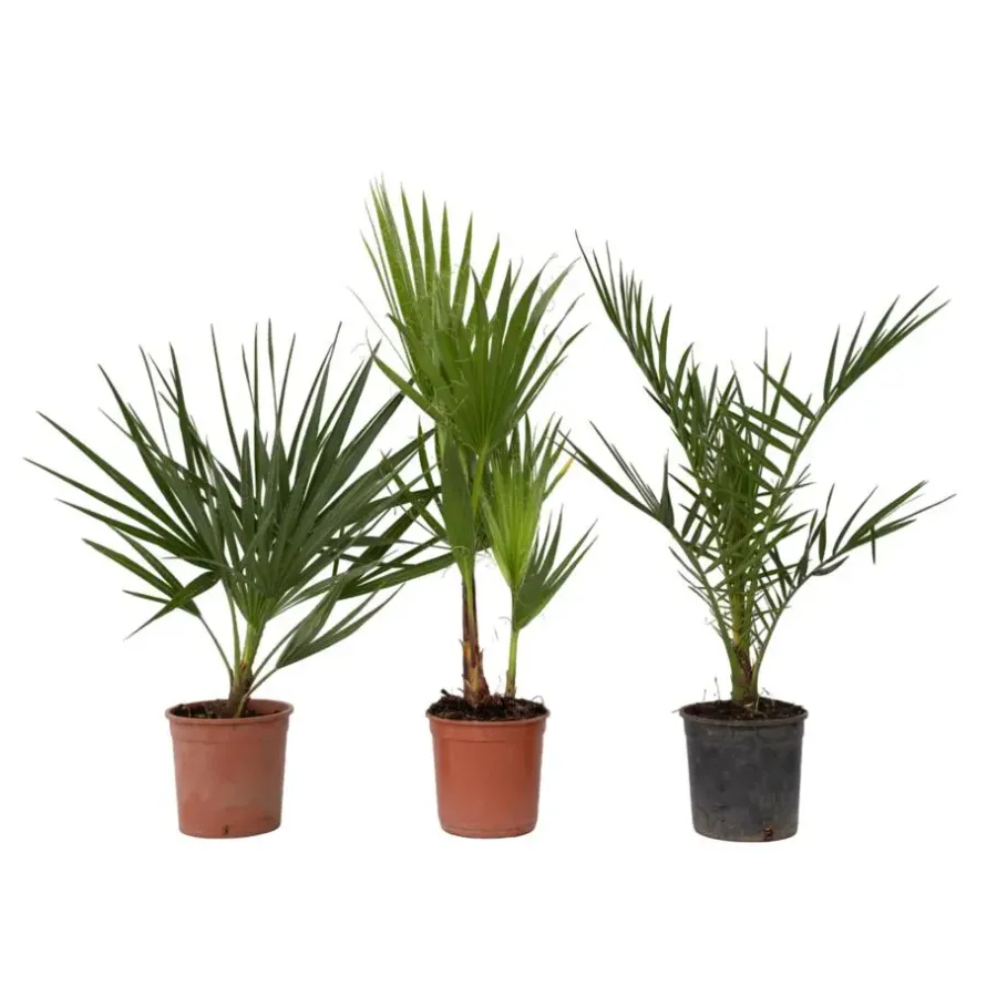 Planten|Bomen-Plant in a Box Tuinpalm - Set van 3 - Phoenix Chamaerops Washingtonia - Hoogte 50-70cm - ⌀15cm