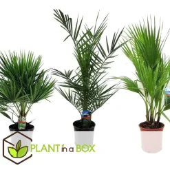 Planten|Bomen-Plant in a Box Tuinpalm - Set van 3 - Phoenix Chamaerops Washingtonia - Hoogte 50-70cm - ⌀15cm