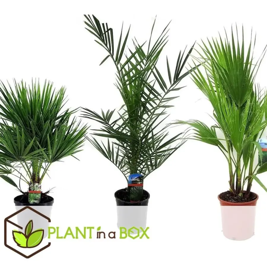 Planten|Bomen-Plant in a Box Tuinpalm - Set van 3 - Phoenix Chamaerops Washingtonia - Hoogte 50-70cm - ⌀15cm
