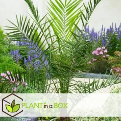 Planten|Bomen-Plant in a Box Tuinpalm - Set van 3 - Phoenix Chamaerops Washingtonia - Hoogte 50-70cm - ⌀15cm