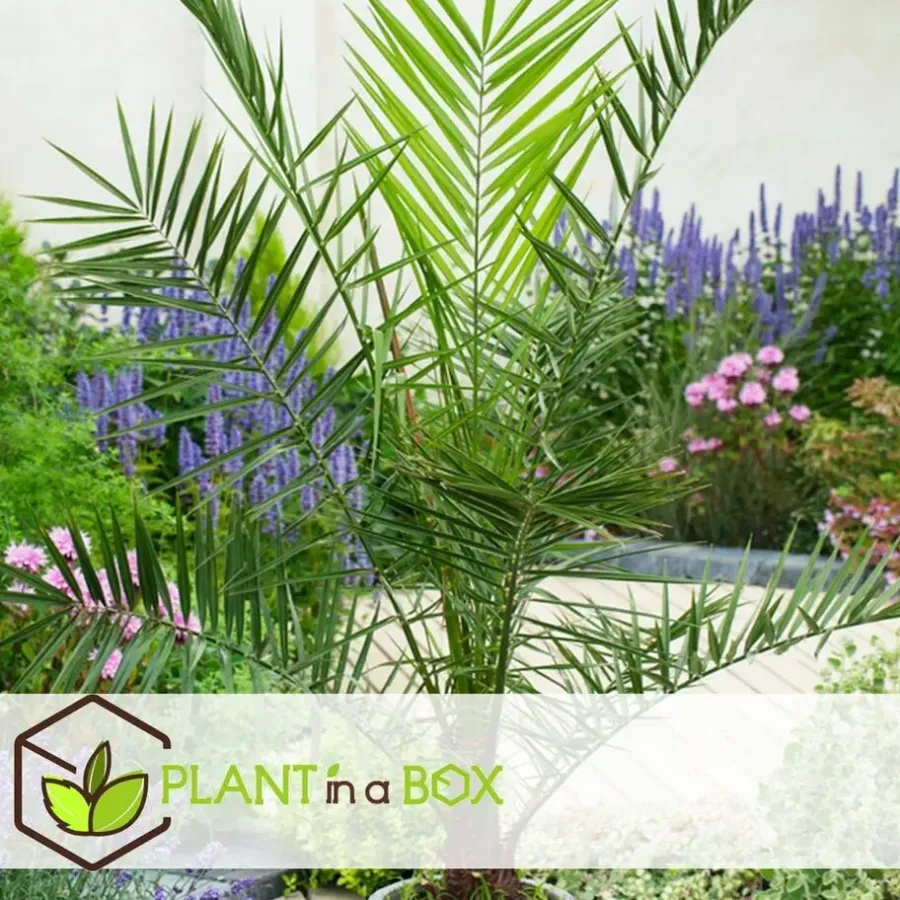 Planten|Bomen-Plant in a Box Tuinpalm - Set van 3 - Phoenix Chamaerops Washingtonia - Hoogte 50-70cm - ⌀15cm