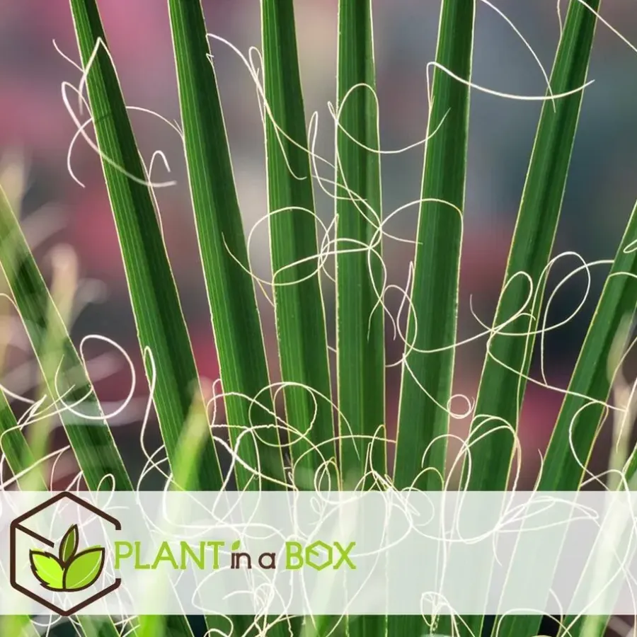 Planten|Bomen-Plant in a Box Tuinpalm - Set van 3 - Phoenix Chamaerops Washingtonia - Hoogte 50-70cm - ⌀15cm