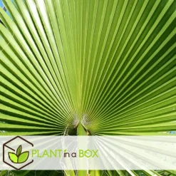 Planten|Bomen-Plant in a Box Tuinpalm - Set van 3 - Phoenix Chamaerops Washingtonia - Hoogte 50-70cm - ⌀15cm