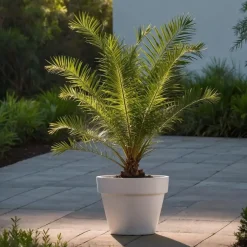 Planten|Bomen-Plant in a Box Tuinpalm - Set van 3 - Phoenix Chamaerops Washingtonia - Hoogte 50-70cm - ⌀15cm