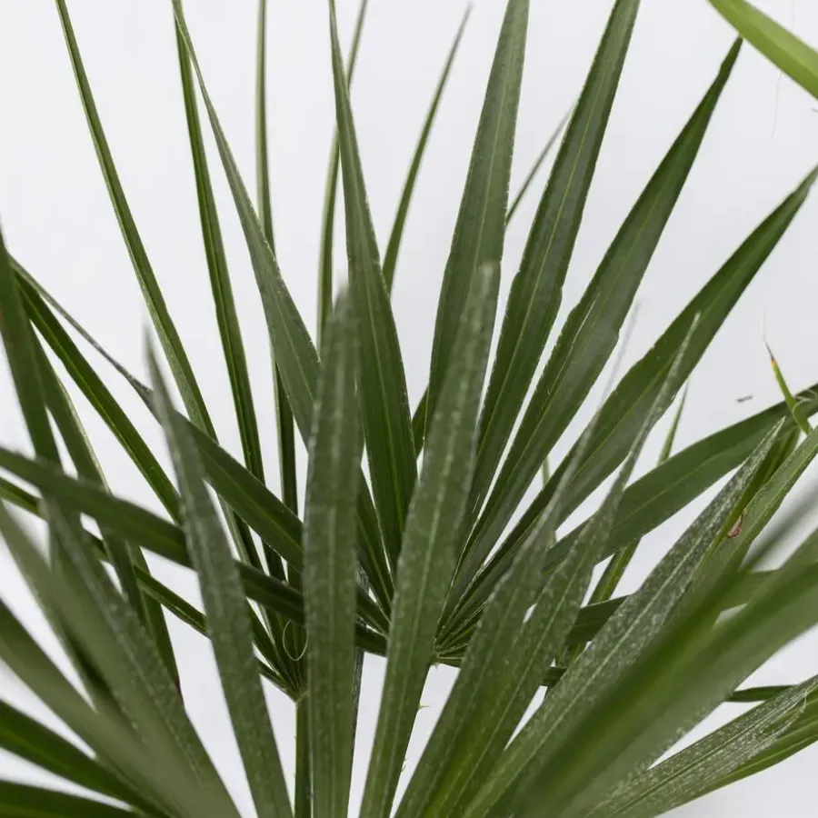 Planten|Bomen-Plant in a Box Tuinpalm - Set van 3 - Phoenix Chamaerops Washingtonia - Hoogte 50-70cm - ⌀15cm