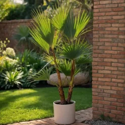 Planten|Bomen-Plant in a Box Tuinpalm - Set van 3 - Phoenix Chamaerops Washingtonia - Hoogte 50-70cm - ⌀15cm