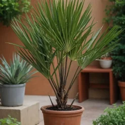 Planten|Bomen-Plant in a Box Tuinpalm - Set van 3 - Phoenix Chamaerops Washingtonia - Hoogte 50-70cm - ⌀15cm