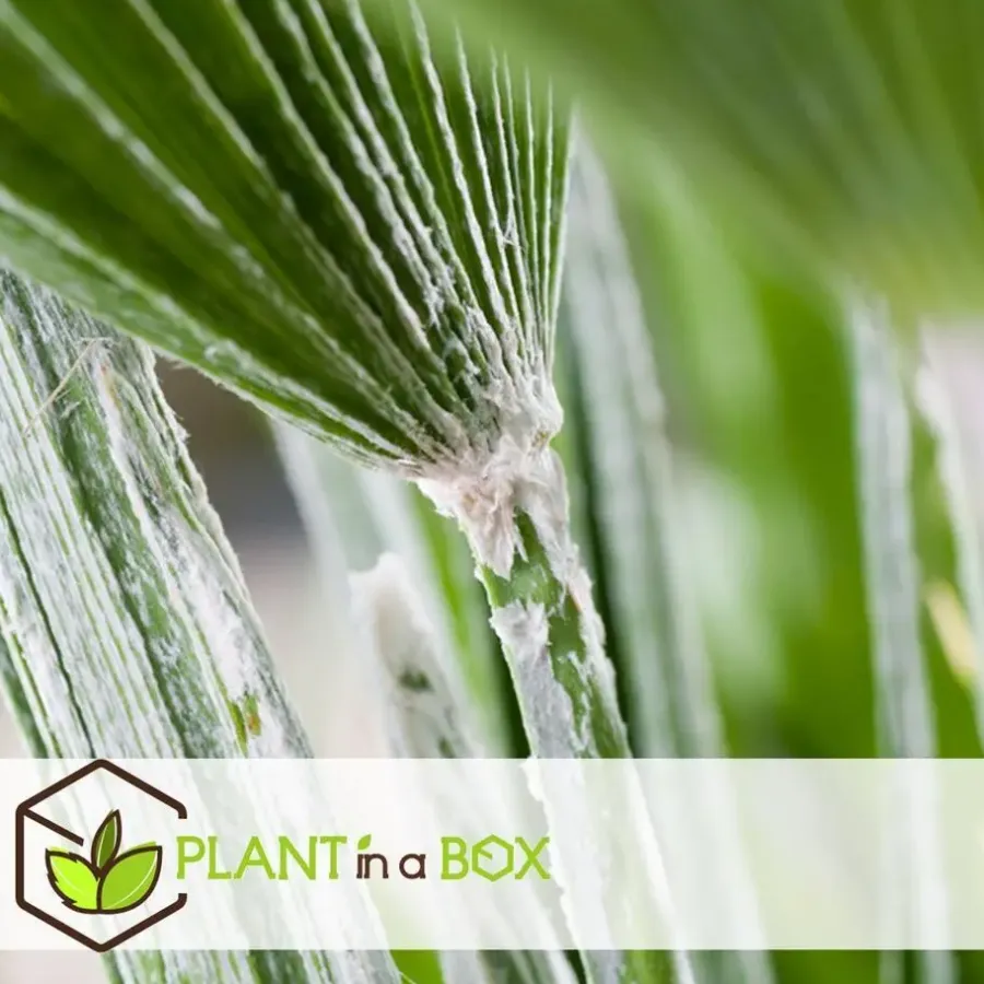 Planten|Bomen-Plant in a Box Tuinpalm - Set van 3 - Phoenix Chamaerops Washingtonia - Hoogte 50-70cm - ⌀15cm