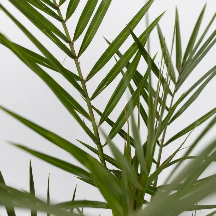 Planten|Bomen-Plant in a Box Tuinpalm - Set van 3 - Phoenix Chamaerops Washingtonia - Hoogte 50-70cm - ⌀15cm