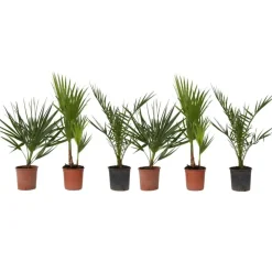 Planten|Bomen-Plant in a Box Tuinpalm - Set van 6 - Phoenix Chamaerops Washingtonia - Hoogte 50-70cm - ⌀15cm
