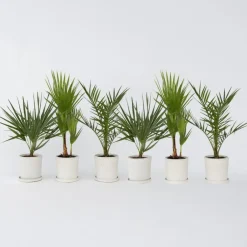 Planten|Bomen-Plant in a Box Tuinpalm - Set van 6 - Phoenix Chamaerops Washingtonia - Hoogte 50-70cm - ⌀15cm