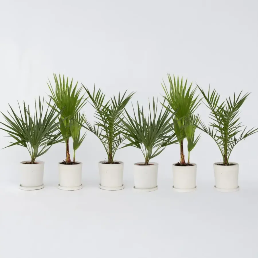 Planten|Bomen-Plant in a Box Tuinpalm - Set van 6 - Phoenix Chamaerops Washingtonia - Hoogte 50-70cm - ⌀15cm
